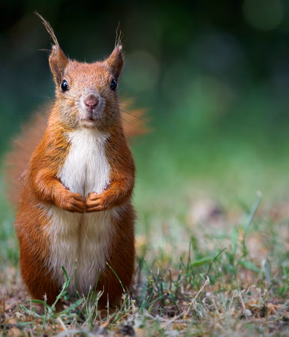 A curious red squirrel facing the camera.