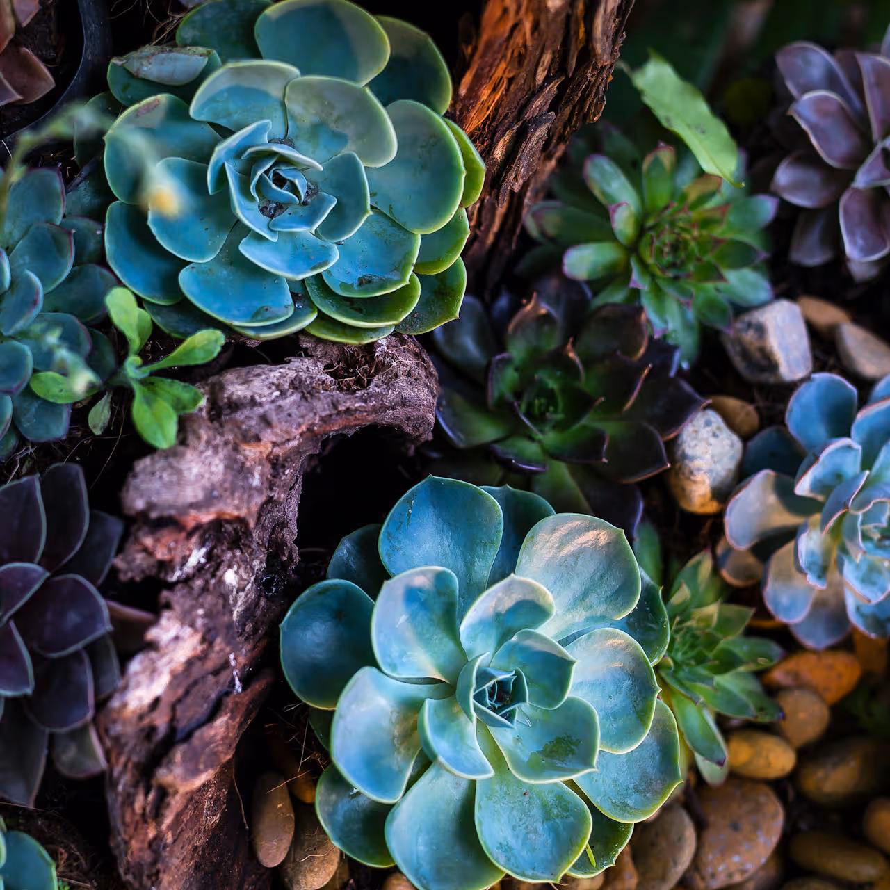 Succulent plants in many colours.