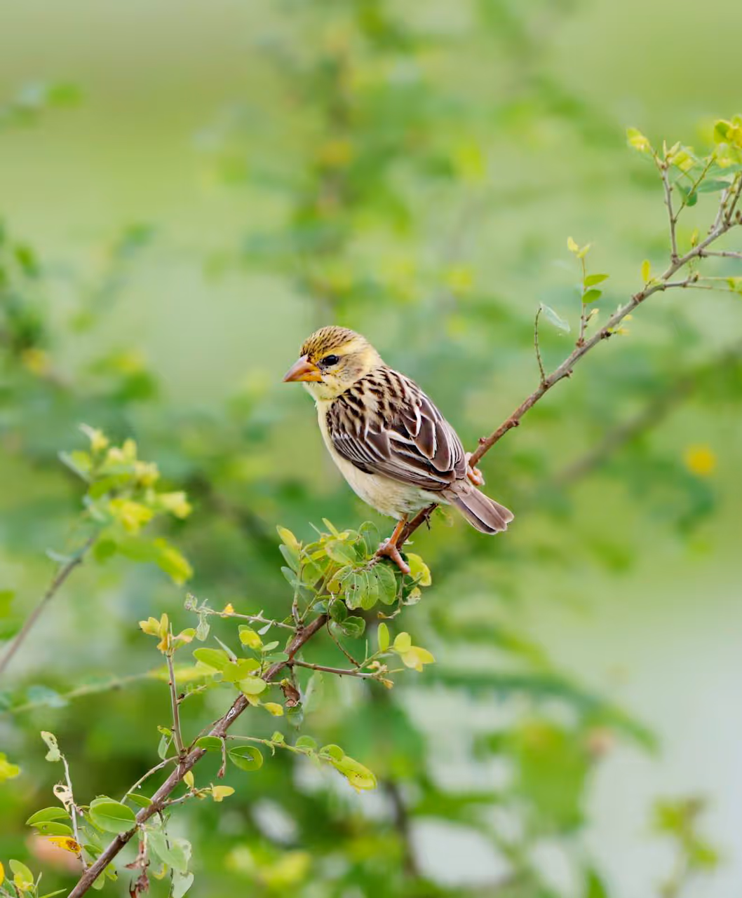 A Yellow Weaver bird perched on a green granch