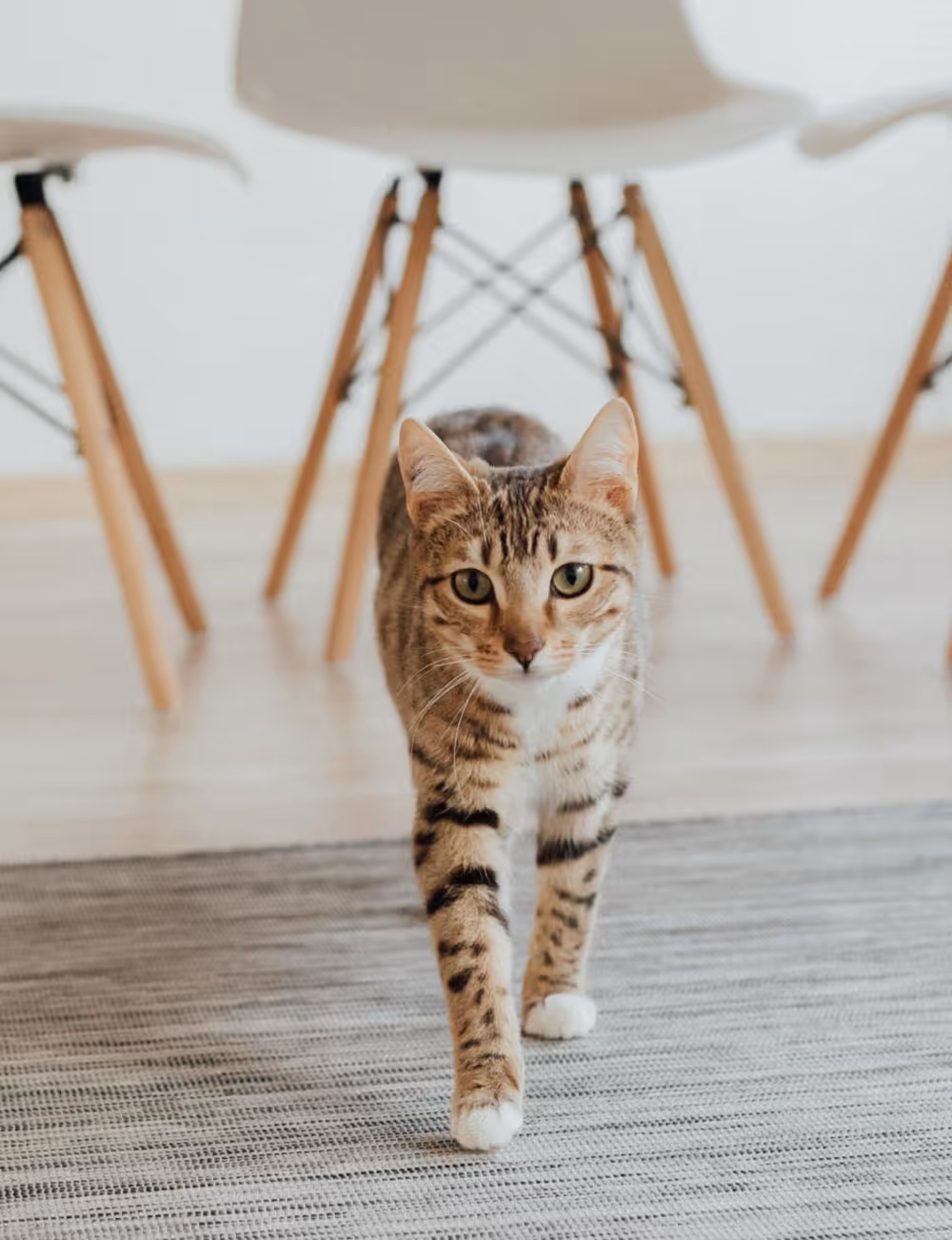 A tabby cat walking across a cotton rug