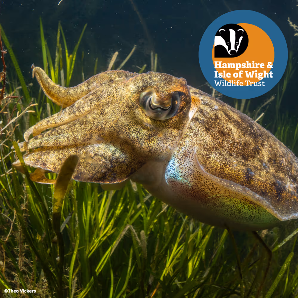 A Hampshire & Isle of Wight Wildlife Trust photo of a cuttlefish swimming within seagrass on the Isle of Wight.