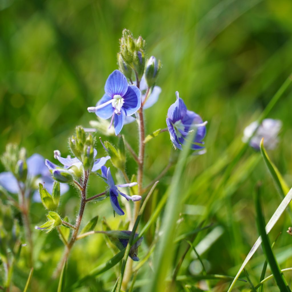 Speedwell, a diminutive blue wild flower found growing on downland