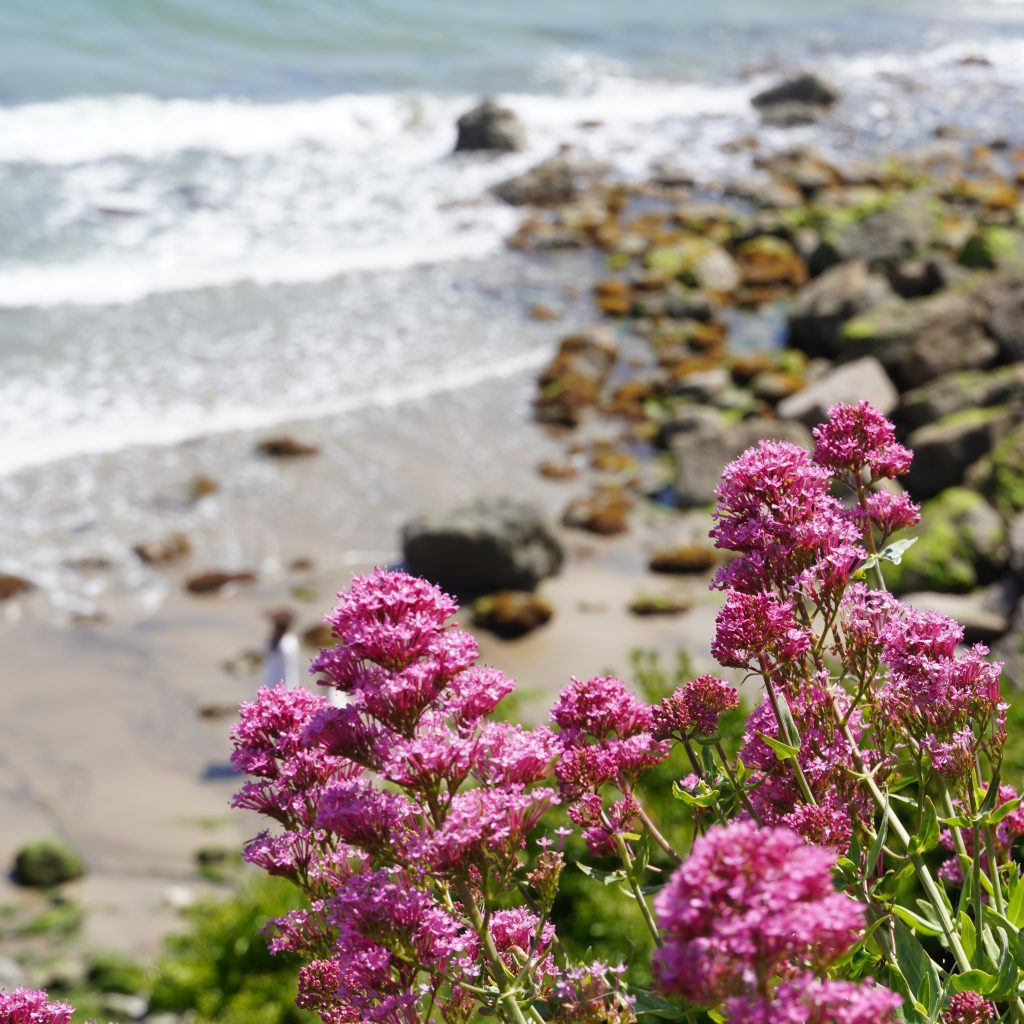 Red valerian growing on the coast, with Ventnor Bay in the background