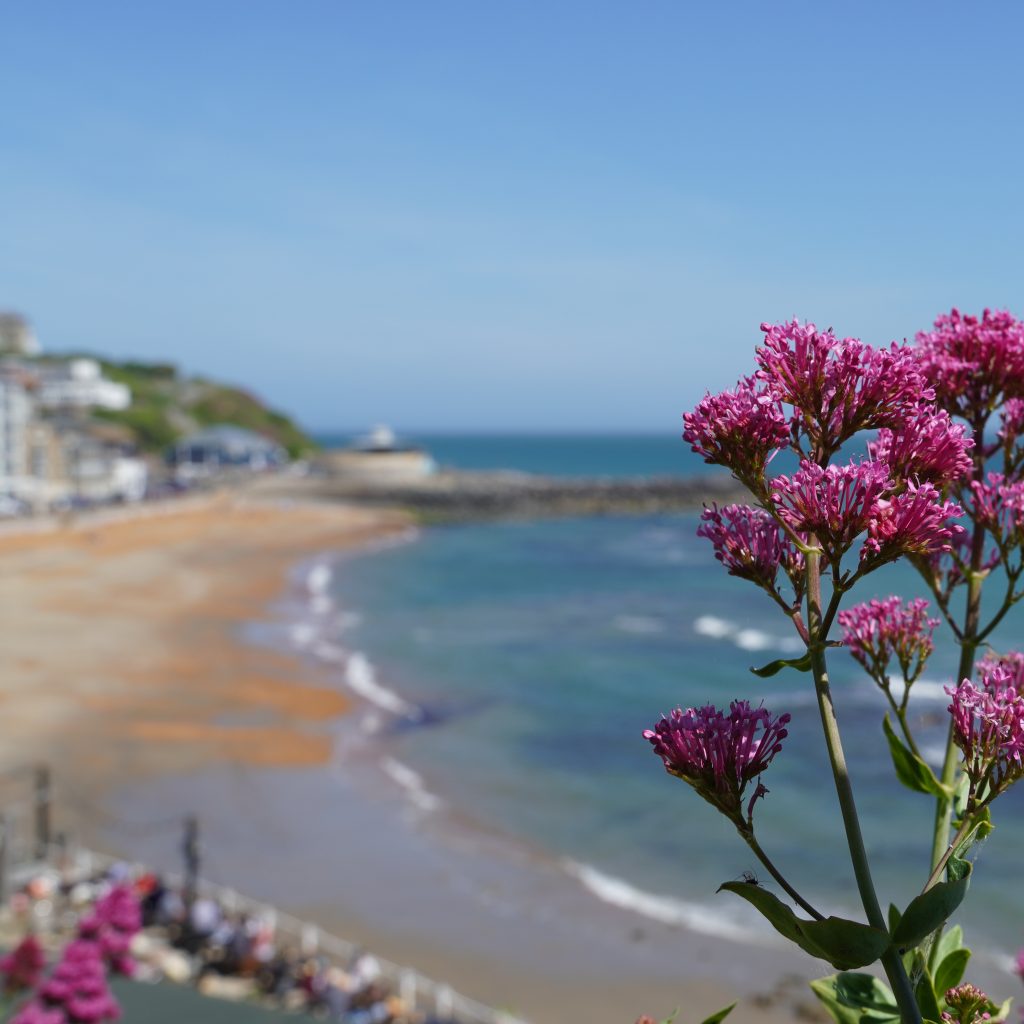 Red valerian with Ventnor Bay in the background