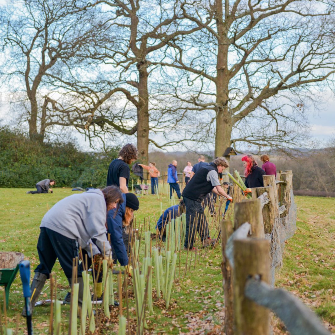 Volunteers planting hedgerows enabled with a grant from The Tree Council