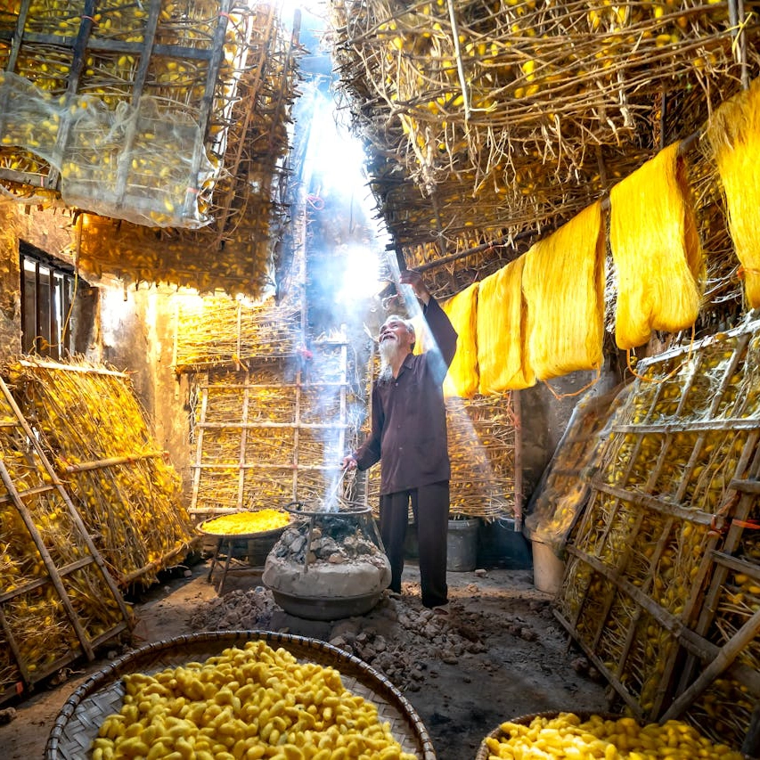 A silkworm farmer working in dusty conditions, surrounded by thousands of silkworm cocoons