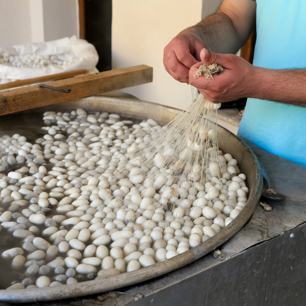 Silk moth cocoons being boiled and then unravelled.