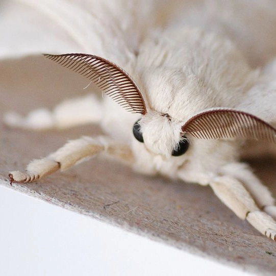A white furry silk moth