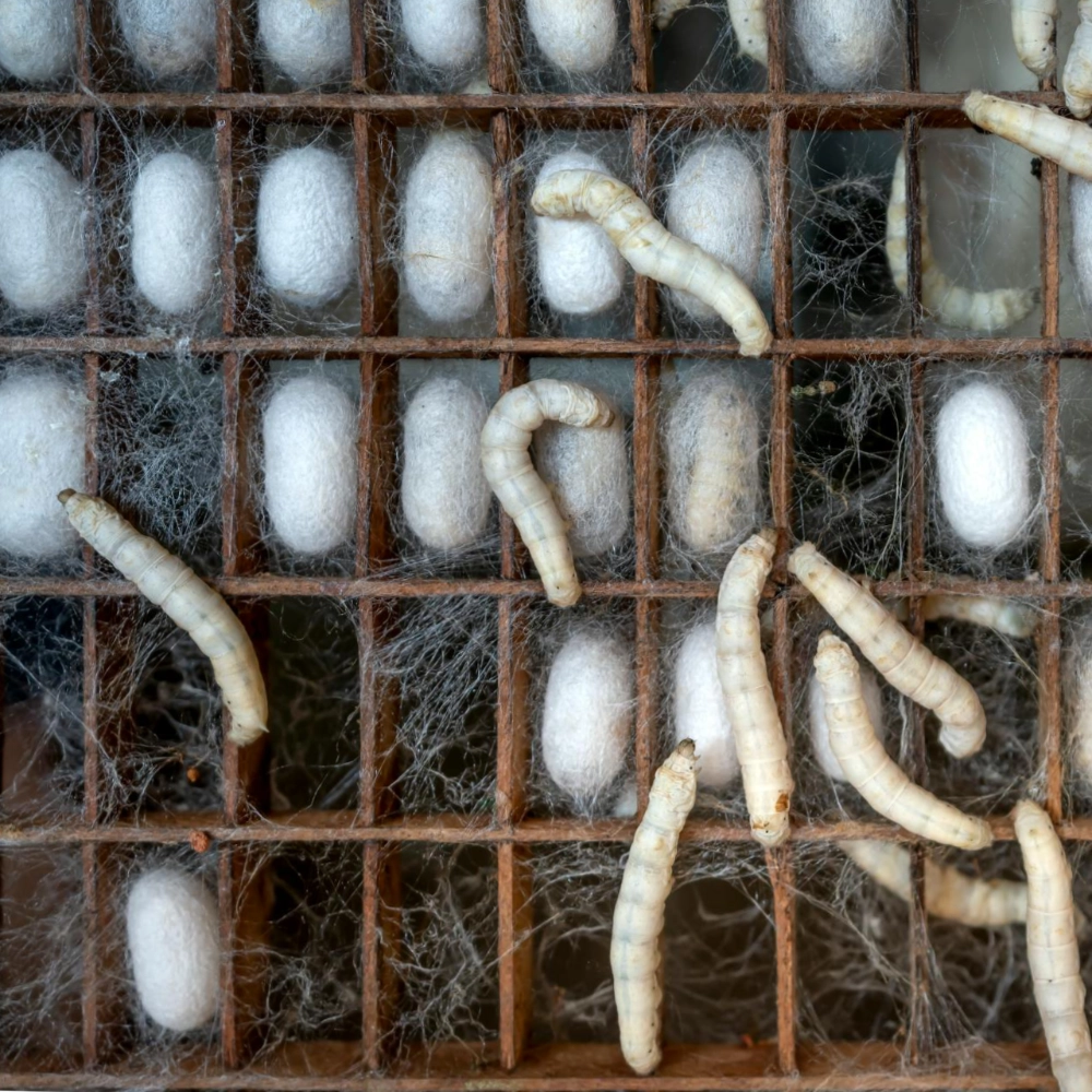 Silkworm larvae and their silk cocoons
