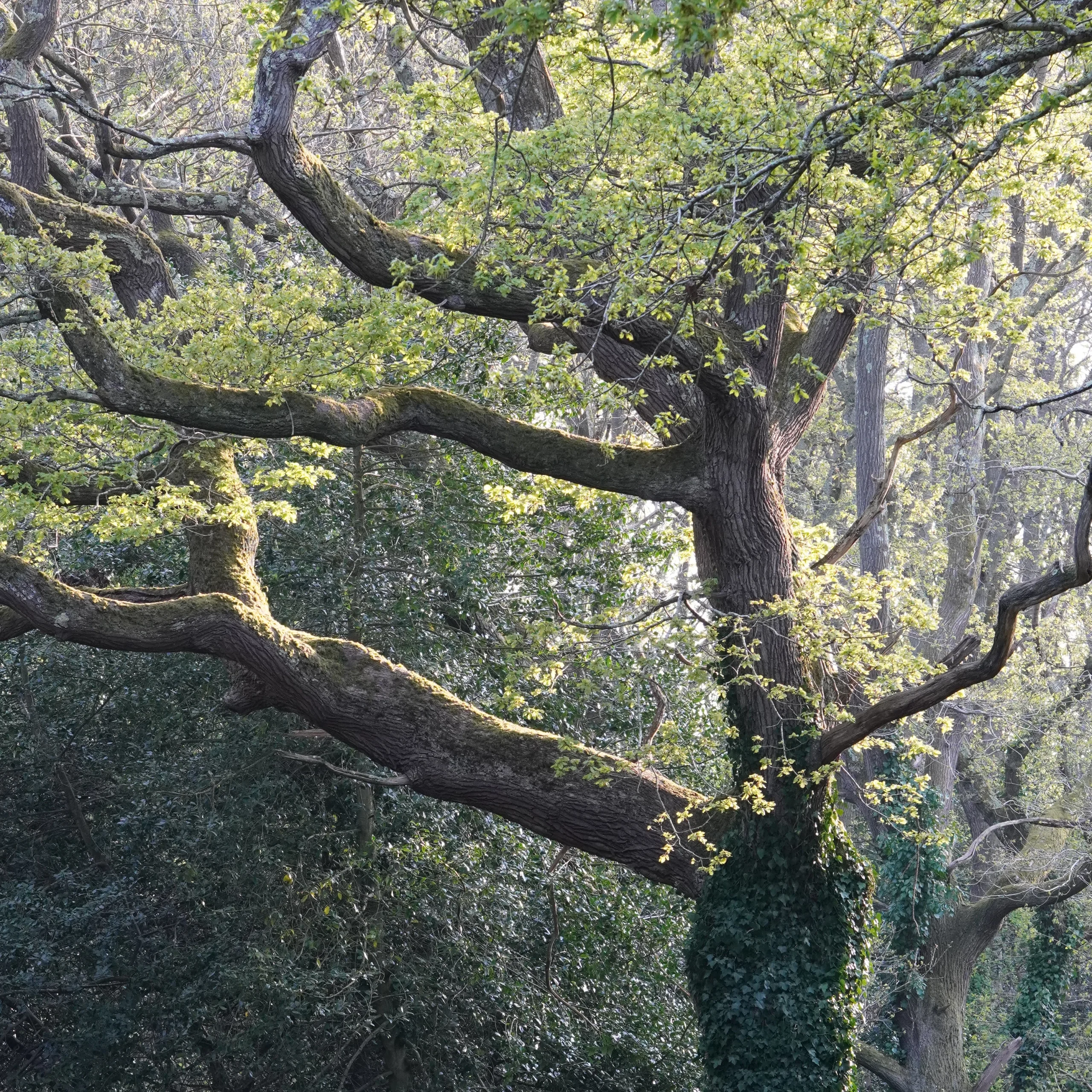 A large and statuesque beech tree in dappled light