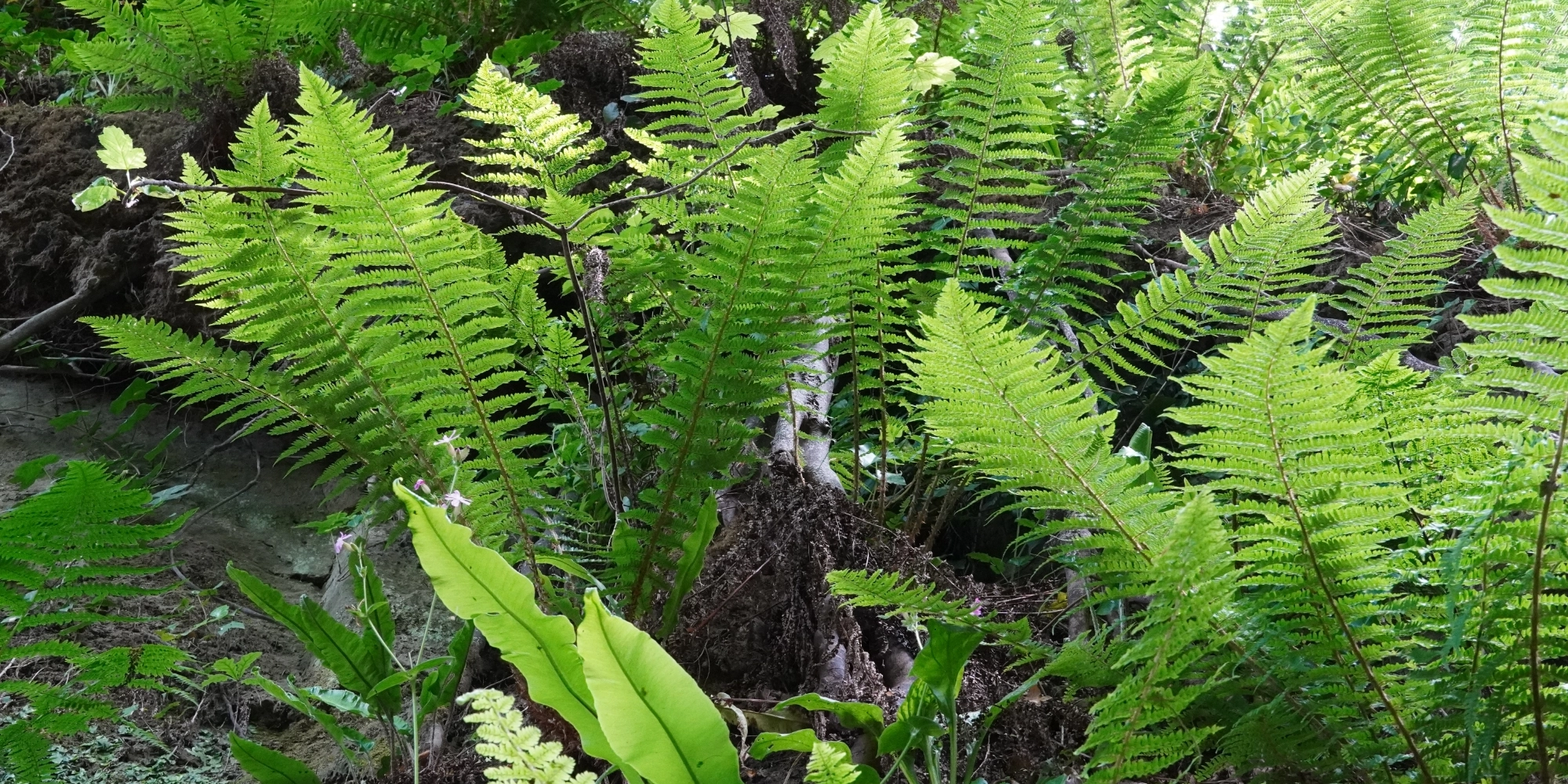 Lush green ferns