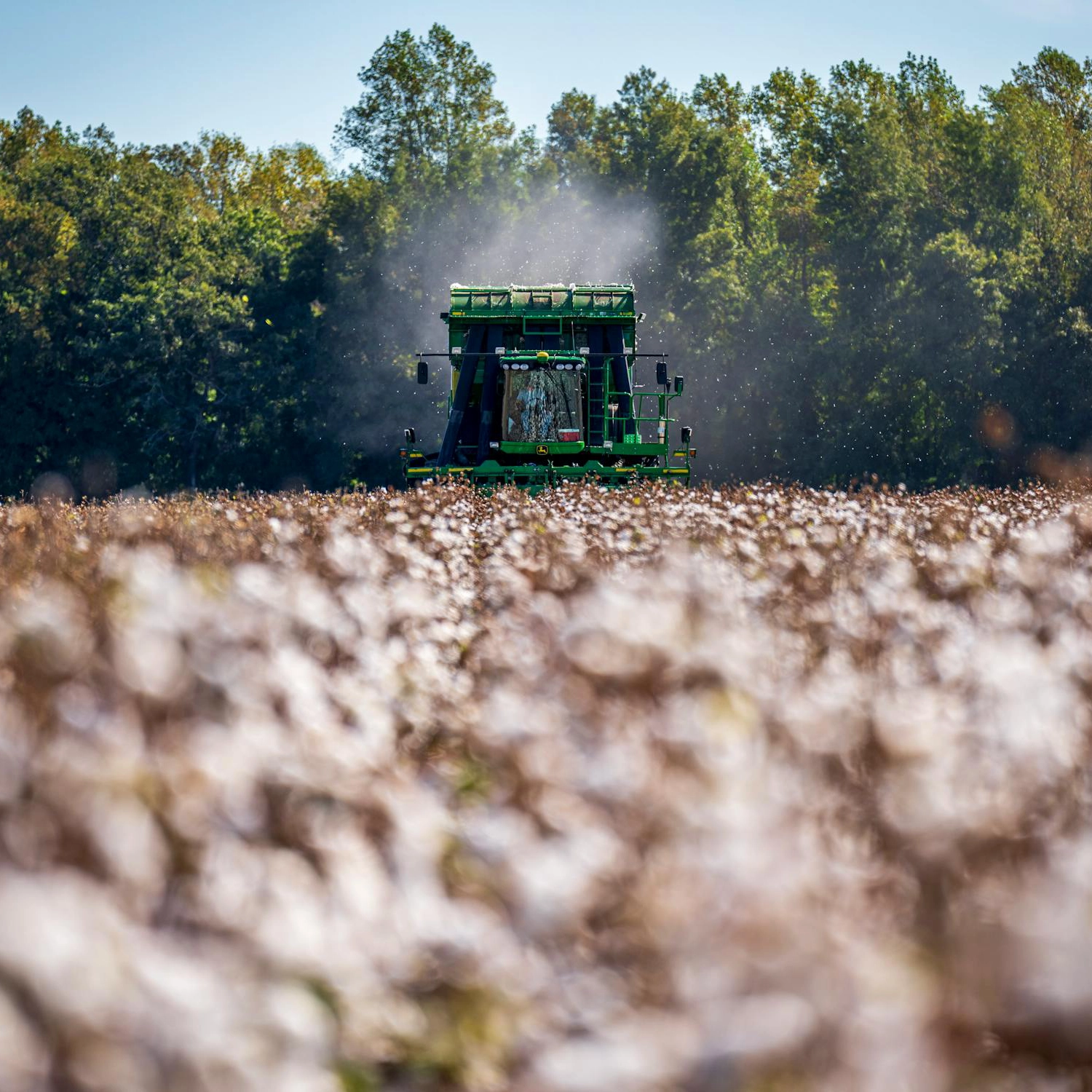 A tractor harvesting cotton in a plantation