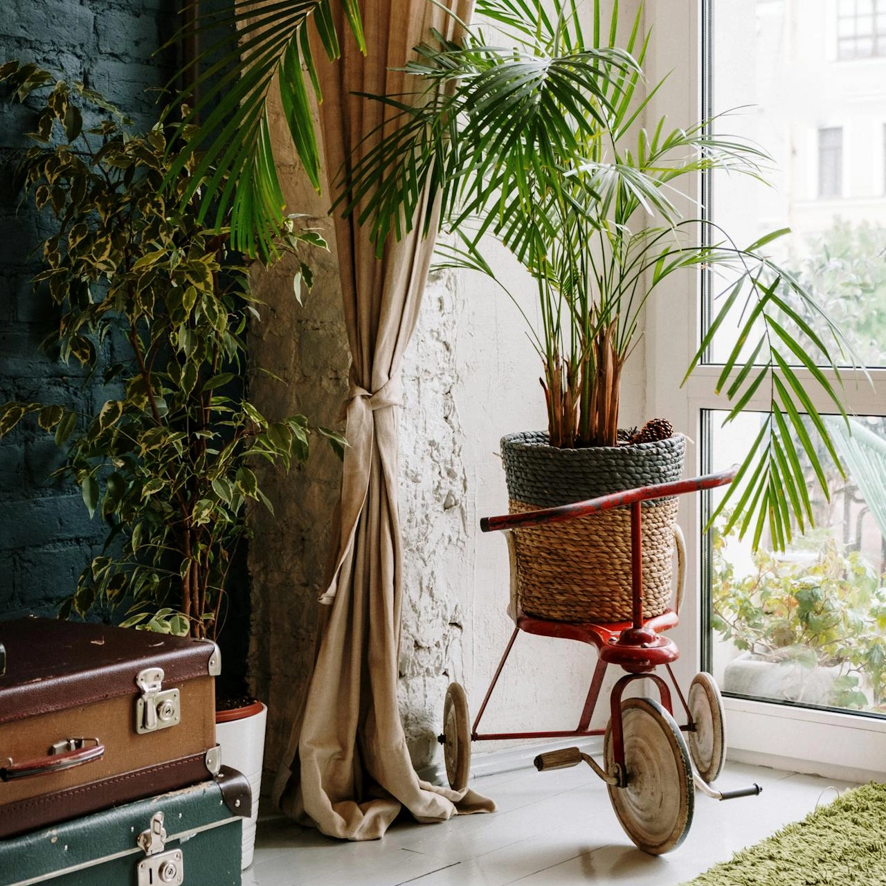 A room with a large parlour palm and a kids trike and a couple of old suitcases