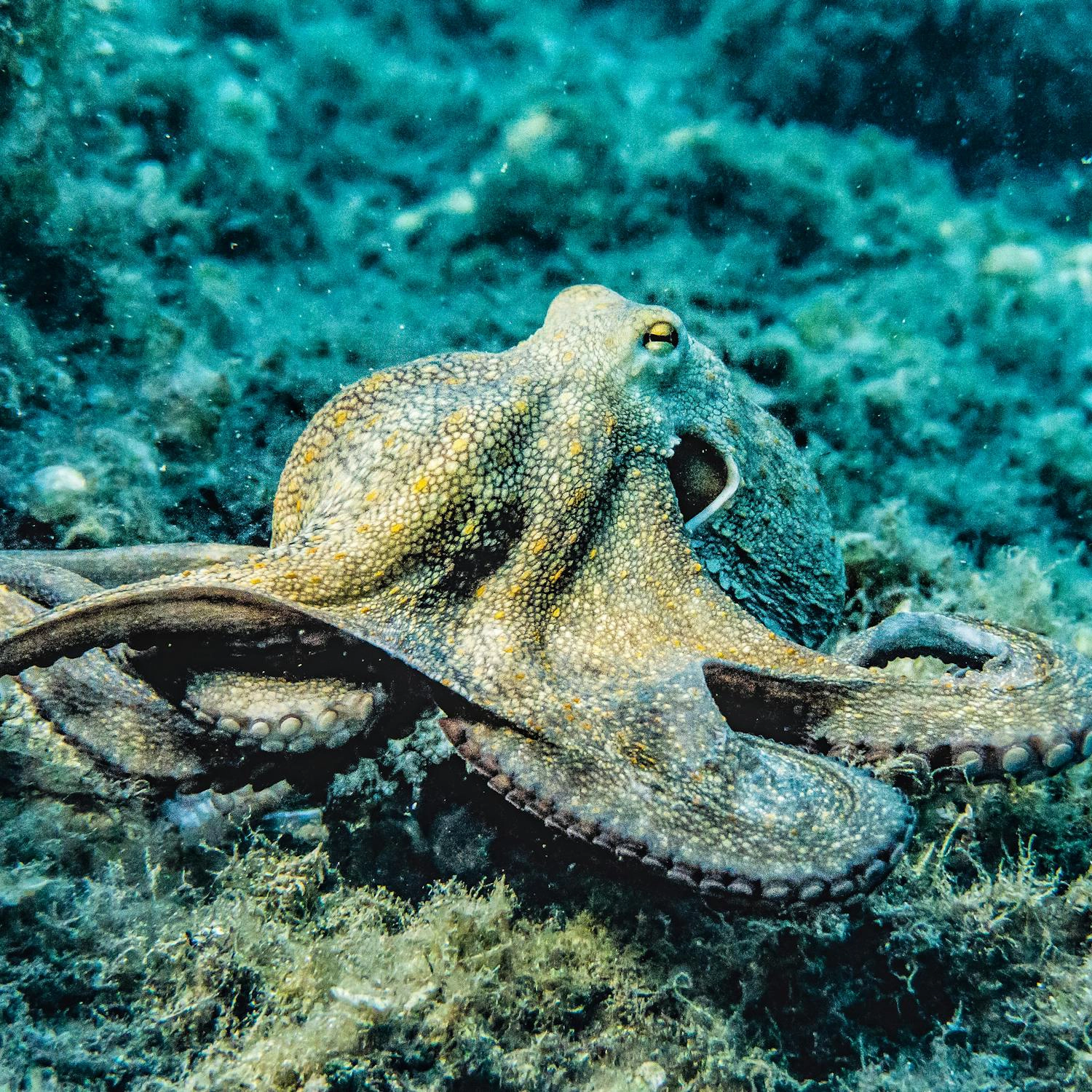 An octopus walking on the sea bed