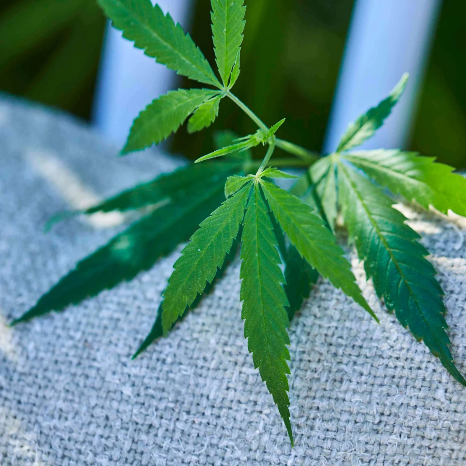 A hemp leaf sitting on a piece of blue hemp fabric